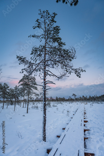 Lonely tree at the bog landscape. Winter concept. Snow covered boardwalk path through wetlands area. Popular tourist destination in 