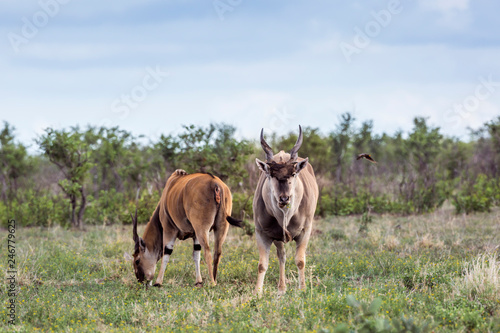 Two Common eland male in Kruger National park  South Africa   Specie Taurotragus oryx family of Bovidae