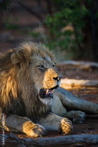 Fototapeta Naklejka Na Ścianę i Meble -  African lion in Kruger National park, South Africa