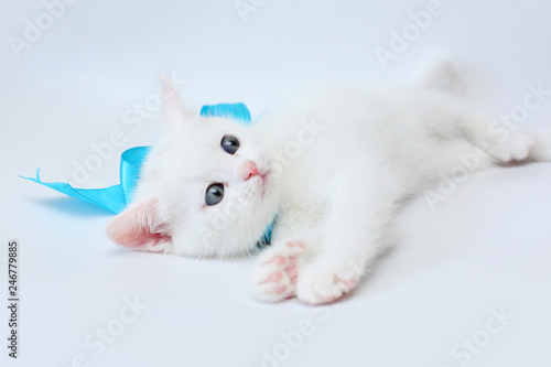 white kitten Scottish straight on white background © oksnemova