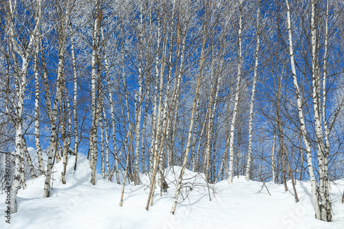 Frost covered birch trees in blue sky winter background on the top of Causasus mountains in Mestia, Svaneti (Svanetia) region of Georgia photo