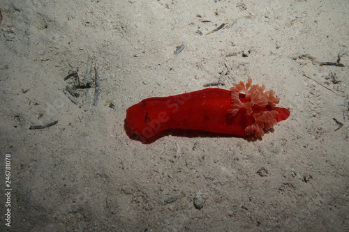 Spanish Dancer Nudibranch at the Red Sea, Egypt photo