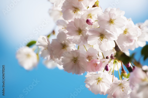 Apple tree flower