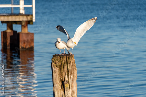 Photos Möwen auf einer Festmacherdalbe im Hafen von Kiel
