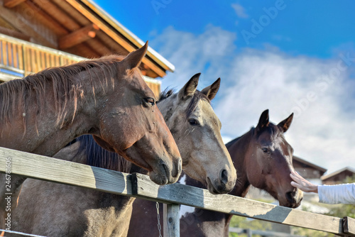 heads od horses behind a fence in  cottage © coco
