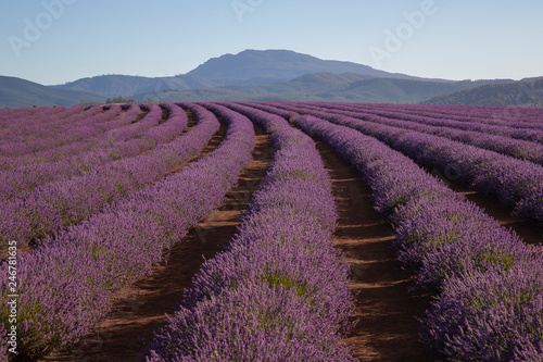 Bridestowe Lavender Farm  Tasmania