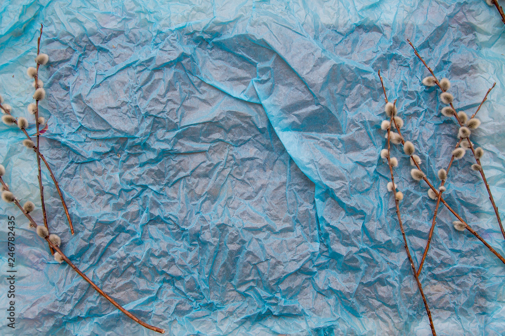 Pussy willow twigs on blue crumpled background Pussy willow twigs on blue crumpled background