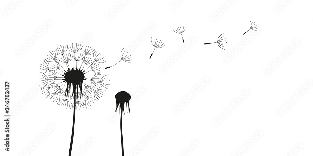 custom made wallpaper toronto digitaldandelion silhouette with flying seeds isolated on white background vector illustration EPS10
