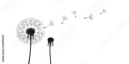 dandelion silhouette with flying seeds isolated on white background vector illustration EPS10