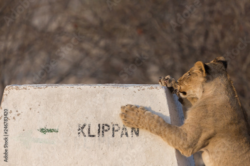 Fototapeta Naklejka Na Ścianę i Meble -  young wildlife lion looking for Klippan waterhole in Etosha park