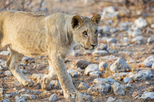 Fototapeta Naklejka Na Ścianę i Meble -  portrait of young wildlife lion walking on stony savanna ground