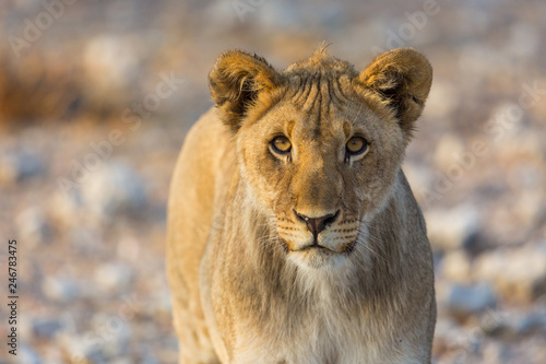 front view portrait of young lion in wildlife