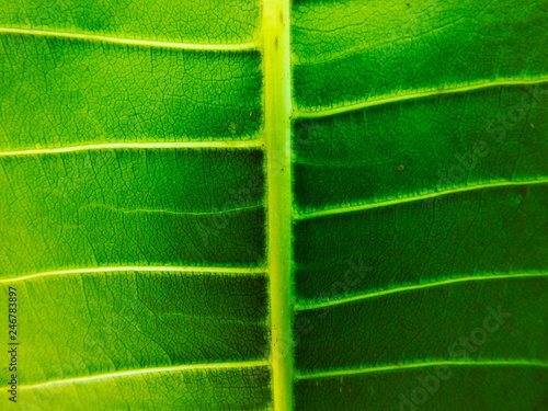 Focus sur une feuille tropicale