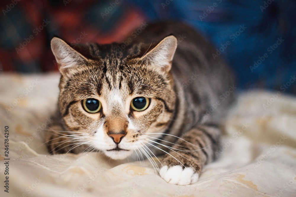 charismatic cat lies and wonders