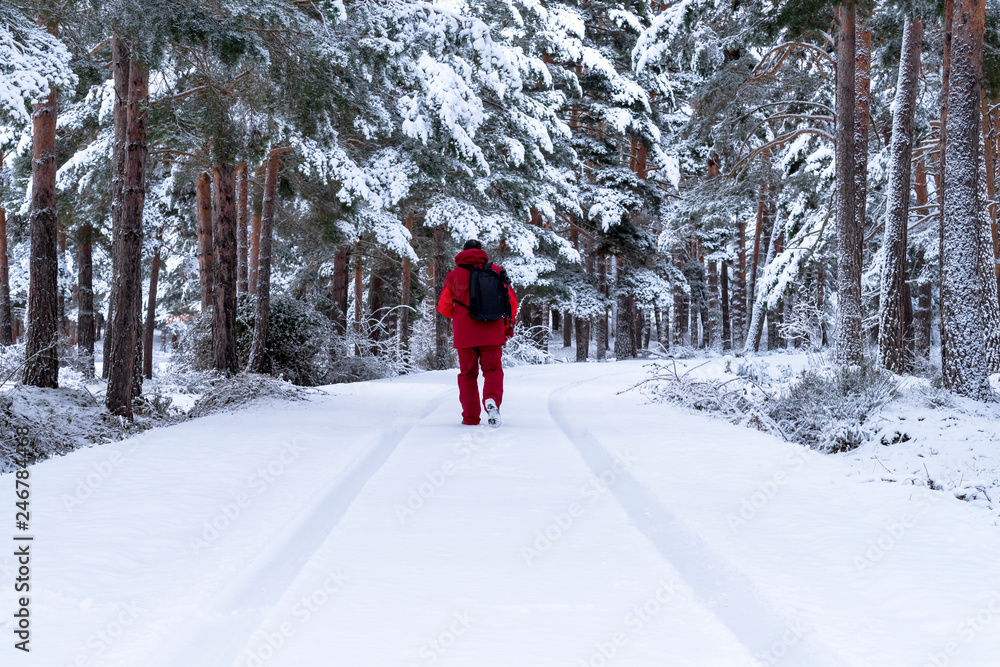 Caucasian man walking through the winter forest