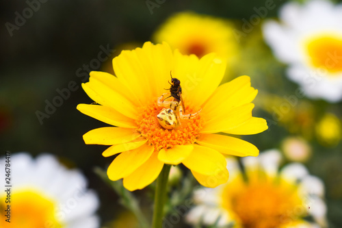 a spider catches a house fly on daisy