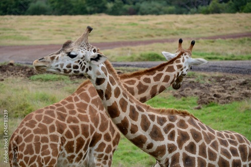 Canvas Print Giraffe in zoo