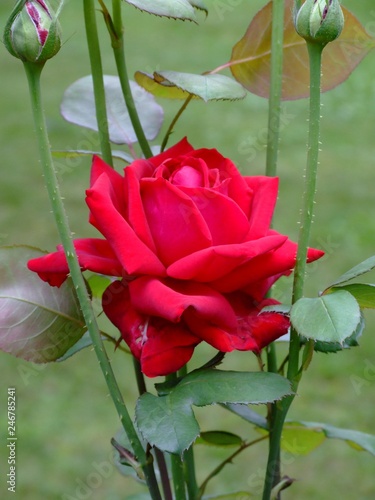 A bright red rose between green buds against grass 