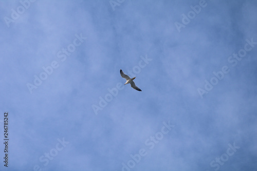 flying in the sky,seagull,sky,bird,animal,nature,view,gull,freedom,plane,white