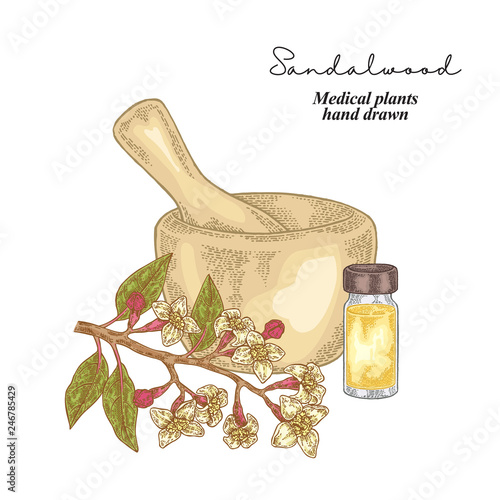 Sandalwood essential oil. Medical herbs set. Vector illustration hand drawn.