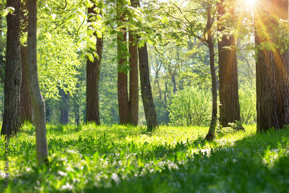 Fototapeta premium Tree foliage in morning light
