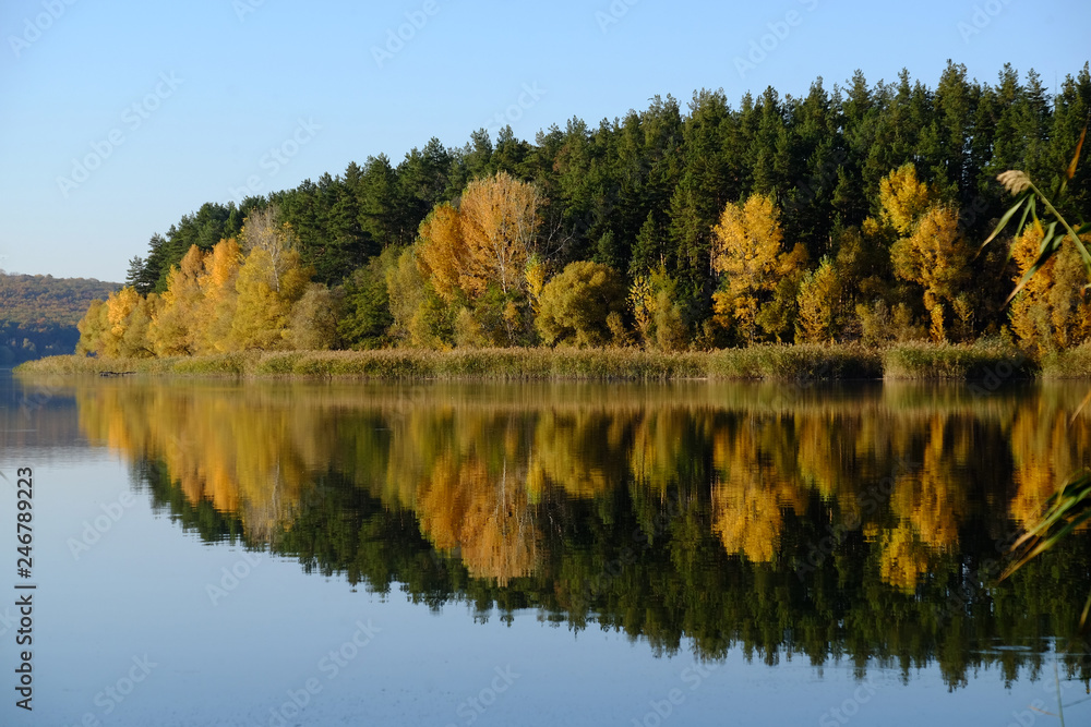 forest reflected in the river
