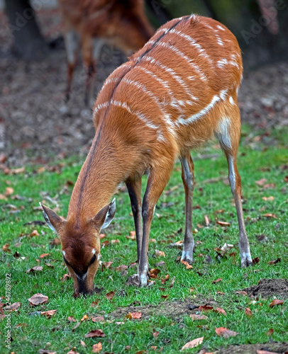 Foto Sitatunga antelope. Latin name - Tragelaphus spekei
