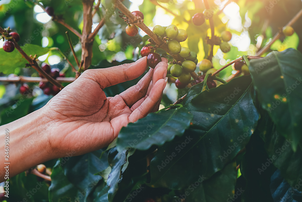 Hand of farmer pick fresh red ripen arabica coffee berries on branch in coffee farm and plantations in Northern Thailand. Hand of farmer pick fresh red ripen arabica coffee berries on branch in coffee farm and plantations in Northern Thailand.