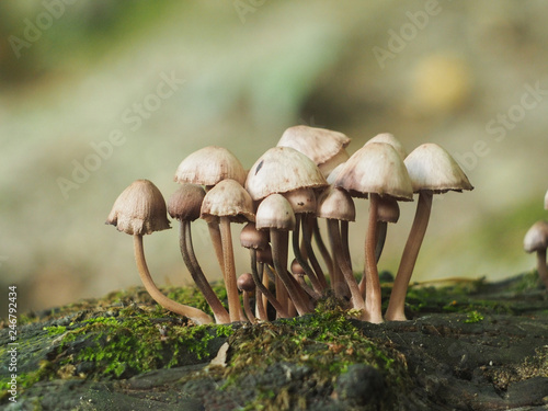 A handful of small mushrooms 