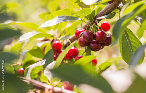 Cherries on a branch