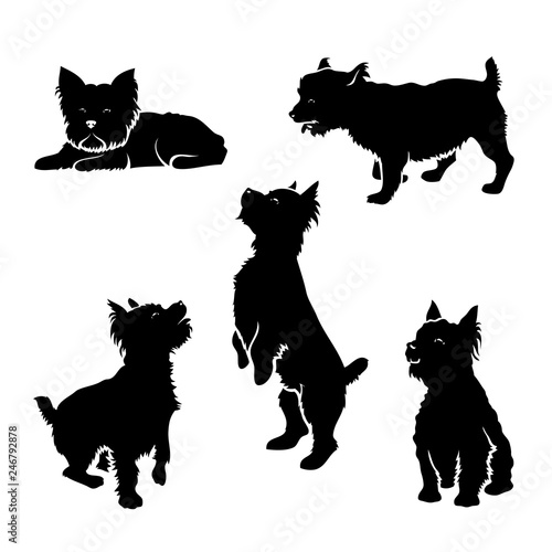 Set of Yorkshire terrier silhouettes - isolated 