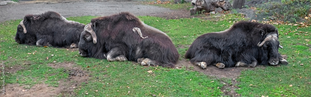 Musk-oxen. Latin name - Ovibos moschatus	