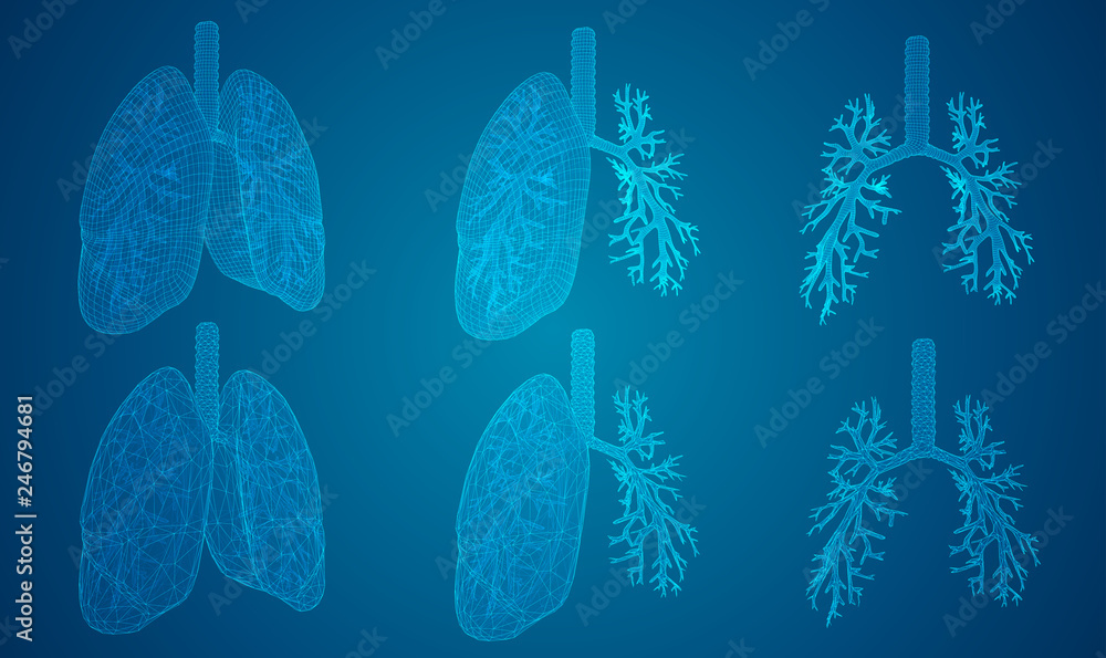 vector set. lungs and bronchi. 3d elements for design vector set. lungs and bronchi. 3d elements for design