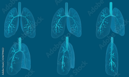 Vector set 3D lungs and bronchus. on color background. Element for medical design.