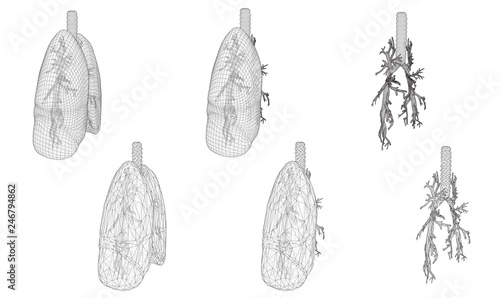 Vector set 3D lungs and bronchus. Isolated on white background. Element for medical design.
