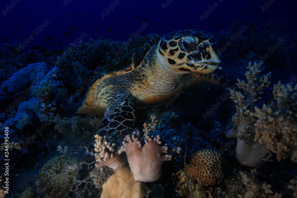 Obraz premium Sea Turtle at the Red Sea Egypt