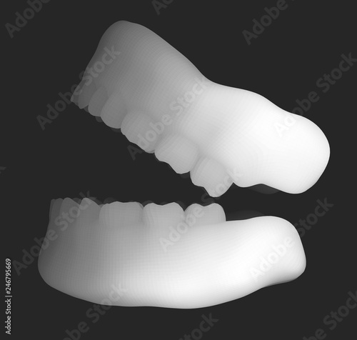 human jaw. 3d vector layout. medicine and health