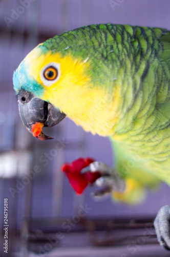 Loro Parrot Bird