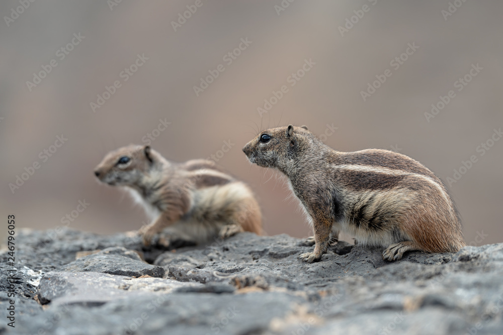Fototapeta premium Barbary ground squirrel