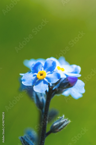 The pretty light blue flowers