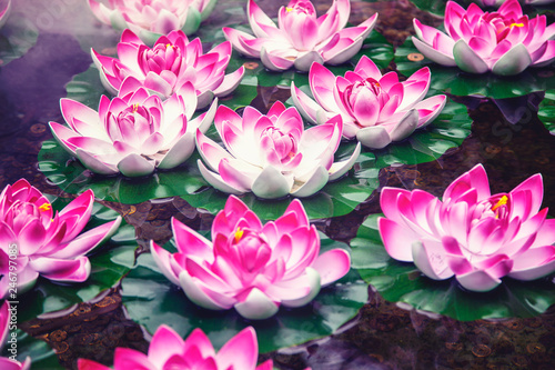 Beautiful Lotus flower in pond