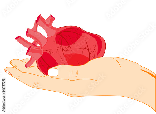 Internal organ of the person heart in palm of the person