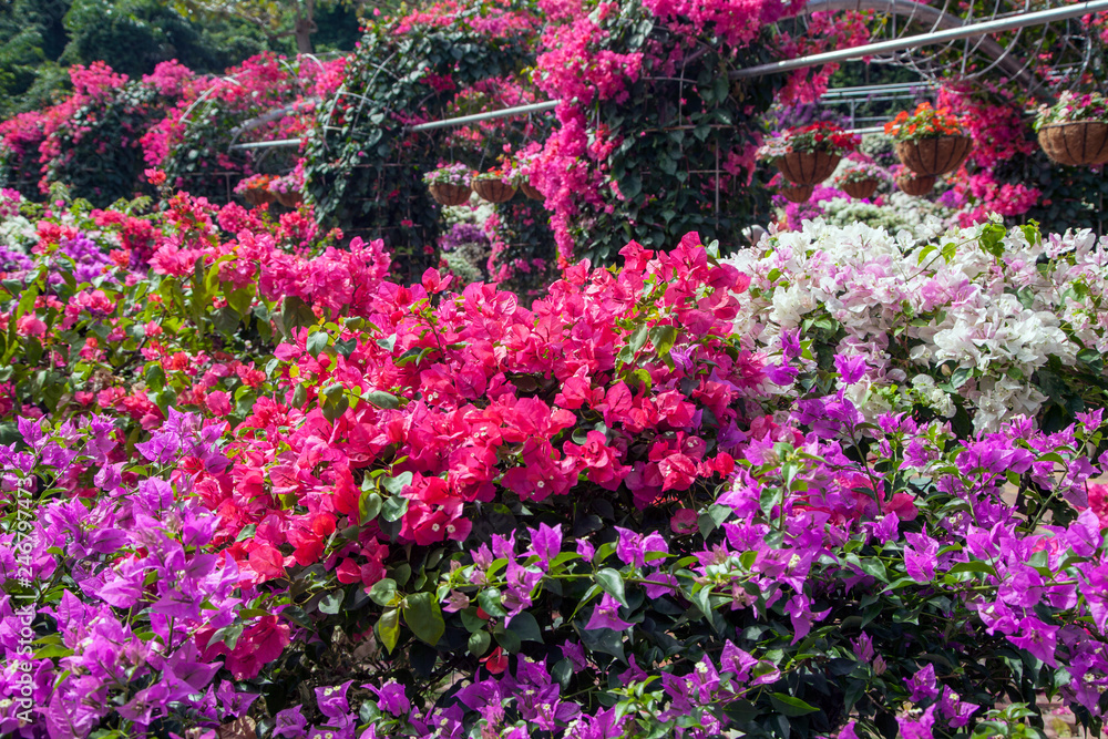 Obraz premium Flowers in Asia, Beautiful bushes with bright pink, red and white flowers