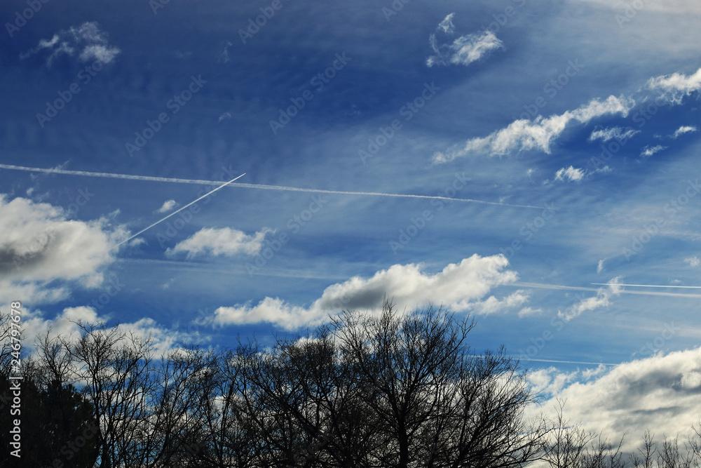 Trees with branches without leaves and blue sky Trees with branches without leaves and blue sky