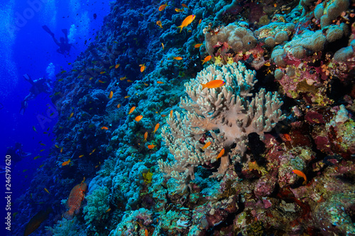 Finger Leather Corals at the Red Sea  Egypt