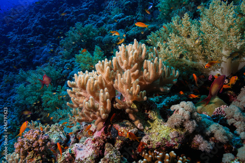 Finger Leather Corals at the Red Sea, Egypt
