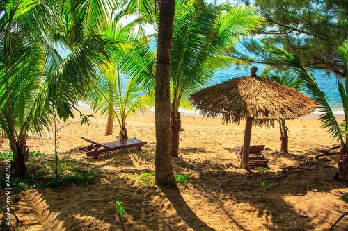 Beautiful view of the exotic resort  palm trees and green grass