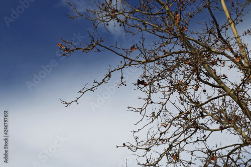 Trees with branches without leaves and blue sky