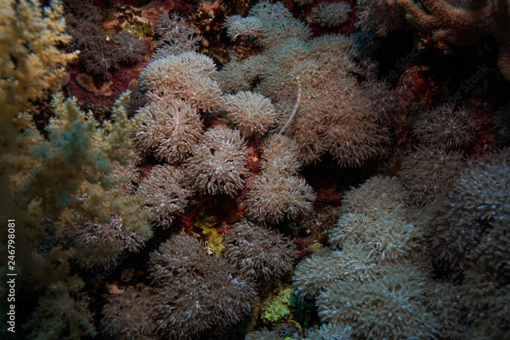 Pipe fish at the Red Sea, Egypt