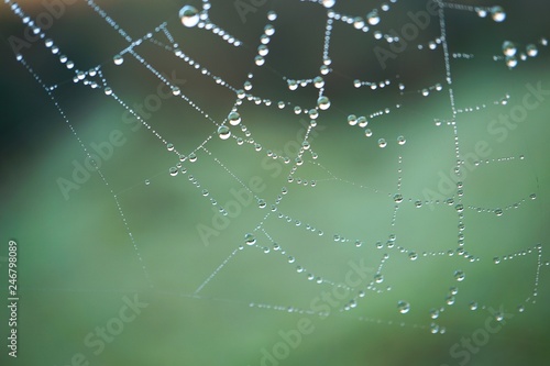 drops on the spider web